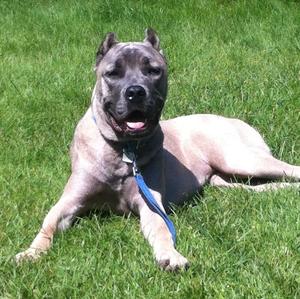 Cane Corso