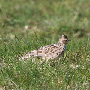 Eurasian Skylark