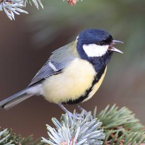 Great Tit