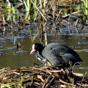 Common Coot