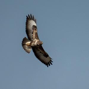 Common Buzzard