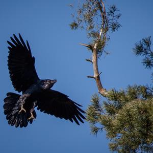 Common Raven