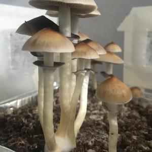 Bluing Psilocybe