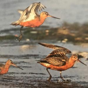 Bar-tailed Godwit