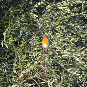 European Robin