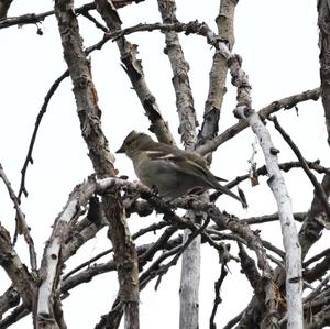 Eurasian Chaffinch