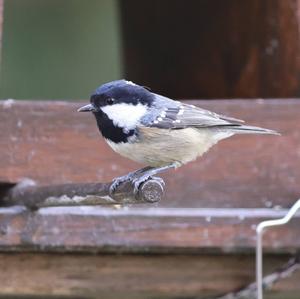 Coal Tit