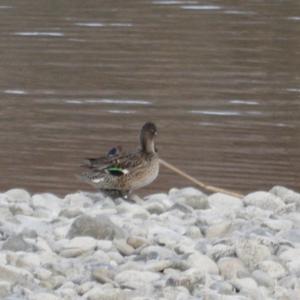 Common Teal