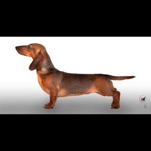 Dachshund