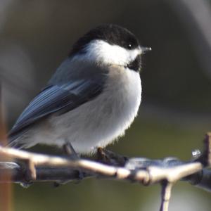 Black-capped Chickadee