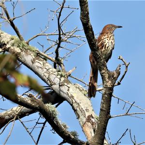 Brown Thrasher