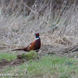 Common Pheasant