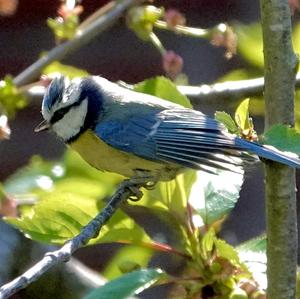 Blue Tit