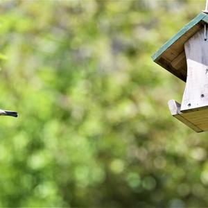 House Sparrow