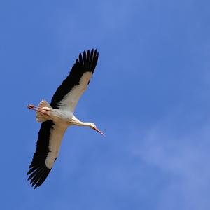 White Stork