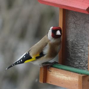 European Goldfinch