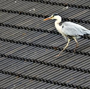 Grey Heron