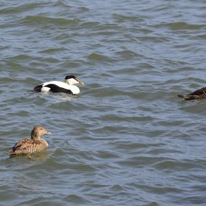 Common Eider