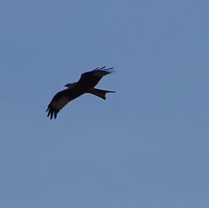 Black Kite