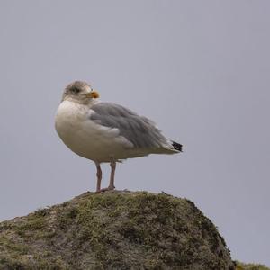 Herring Gull