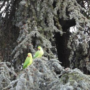 Rose-ringed Parakeet