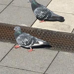 Rock Pigeon