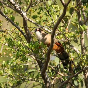 Great Lizard-cuckoo