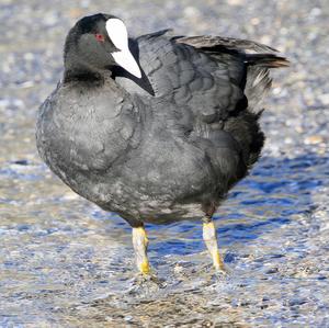 Common Coot