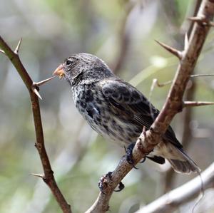 Common Cactus-finch