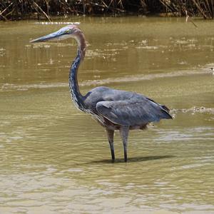 Goliath Heron