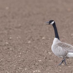 Canada Goose