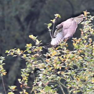 Common Buzzard