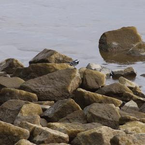 White Wagtail