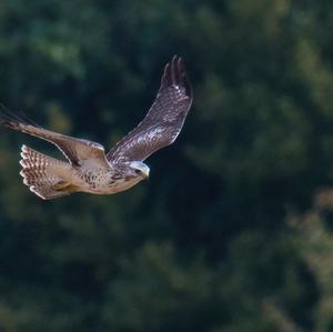 Common Buzzard