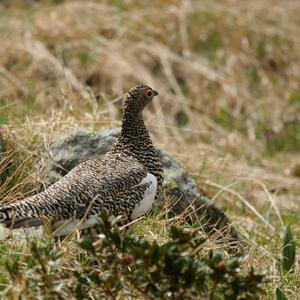 Black Grouse