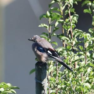 Eurasian Jay