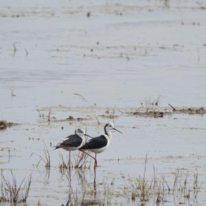 Black-winged Stilt