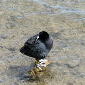 Common Coot