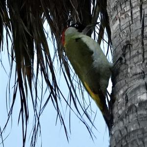 Eurasian Green Woodpecker