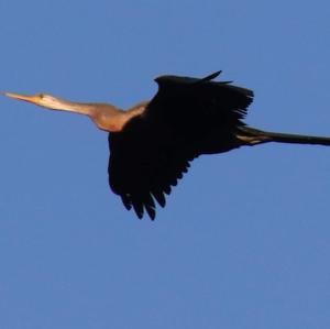 Oriental Darter