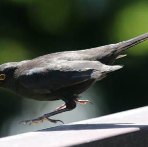 Eurasian Blackbird