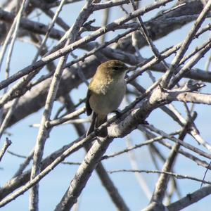 Common Chiffchaff