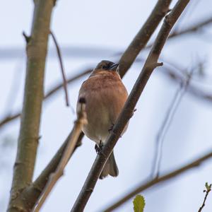 Eurasian Chaffinch