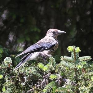 Spotted Nutcracker