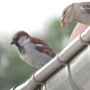 House Sparrow