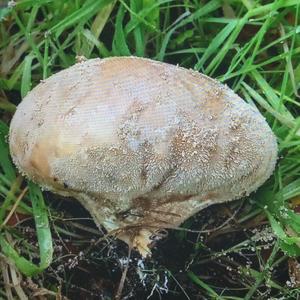 Brown Puffball