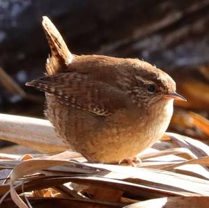 Winter Wren