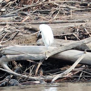 Snowy Egret