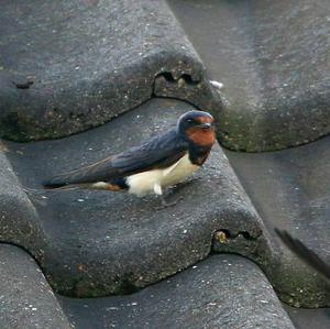 Barn Swallow