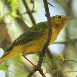 Yellow Warbler